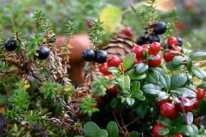 carta sottobosco